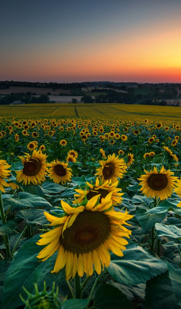 Поле с цветущими подсолнухами на закате солнца 