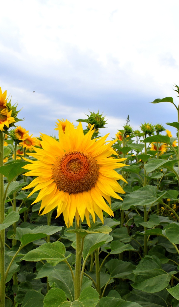 Поле с высокими цветущими подсолнухами