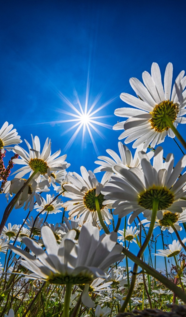Поле с белыми летними ромашками в лучах яркого солнца