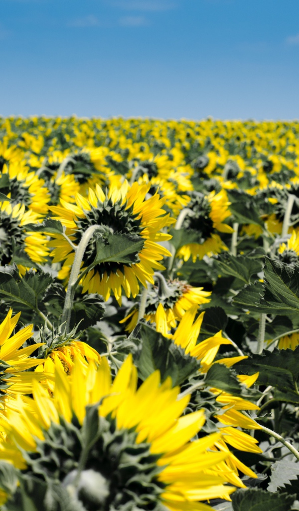 Поле с желтыми подсолнухами под голубым небом