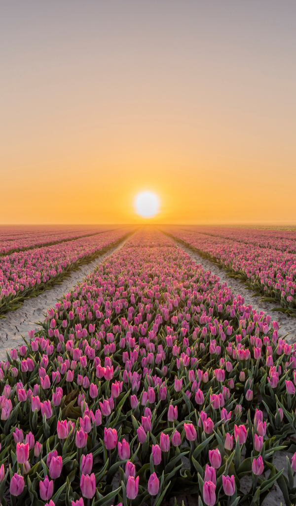 Поля с розовыми тюльпанами на фоне заката 