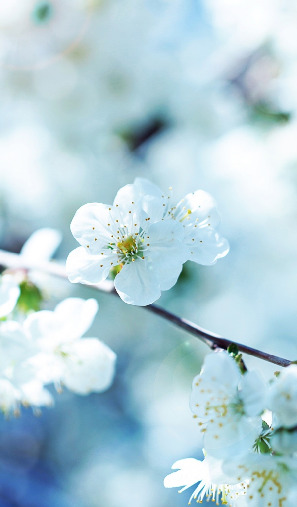 Цветущая ветка вишни в лучах солнца