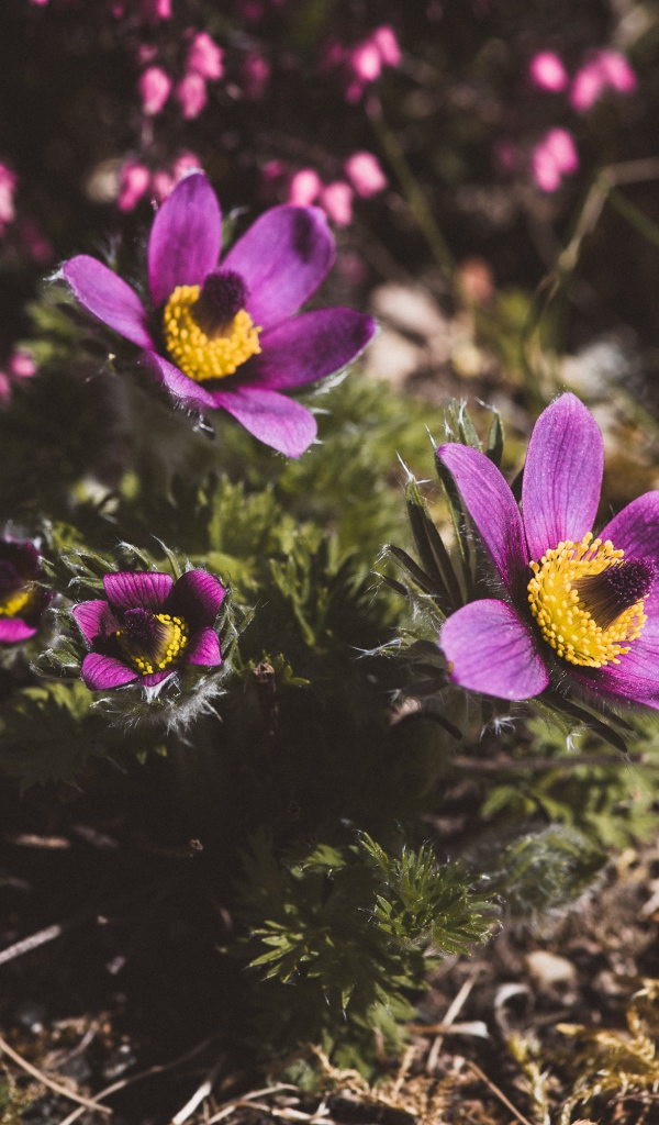 Цветы прострел луговой на поле  