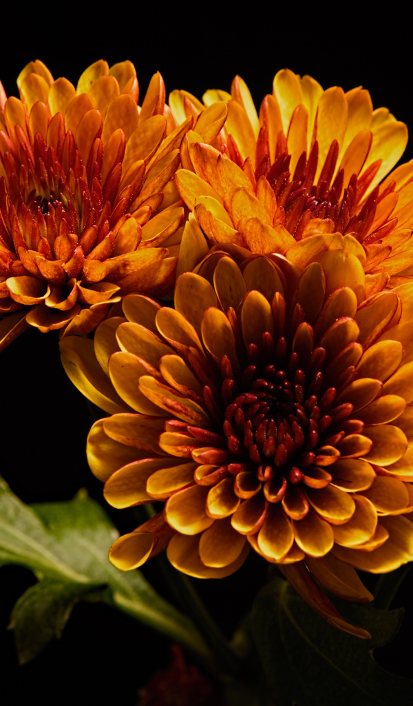 Четыре оранжевых цветка хризантемы на черном фоне 