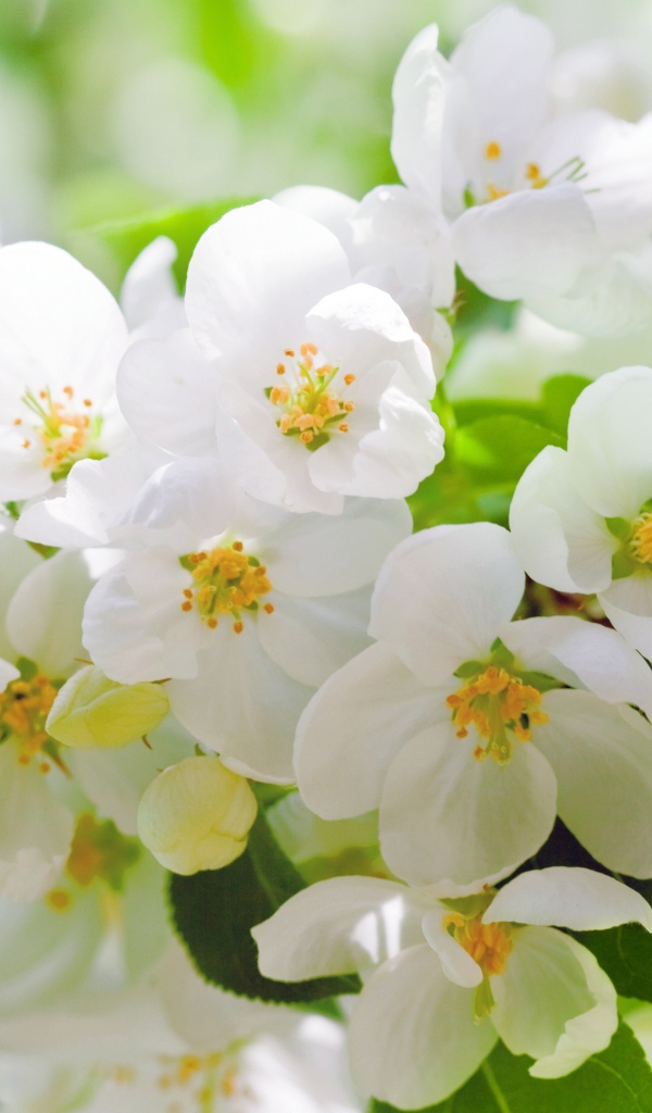 Ароматные белые цветы жасмина крупным планом