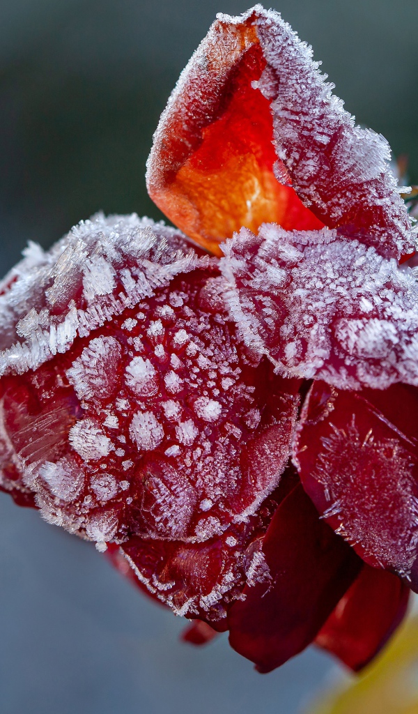 Покрытая инеем красная роза на клумбе 