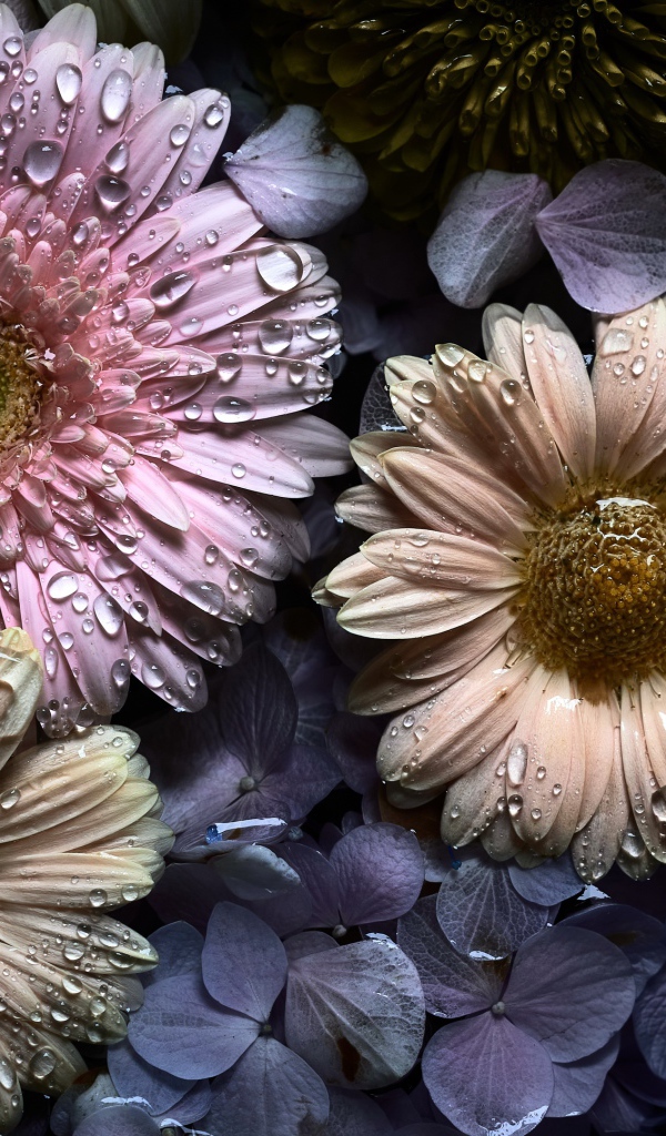 Цветы герберы и гортензии в каплях воды