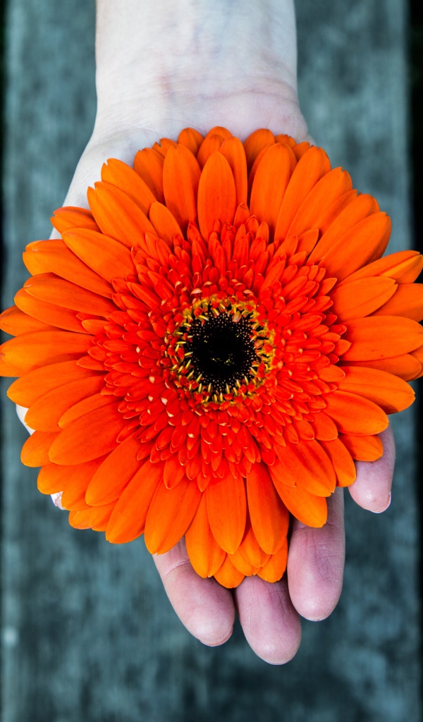 Цветок герберы на руке