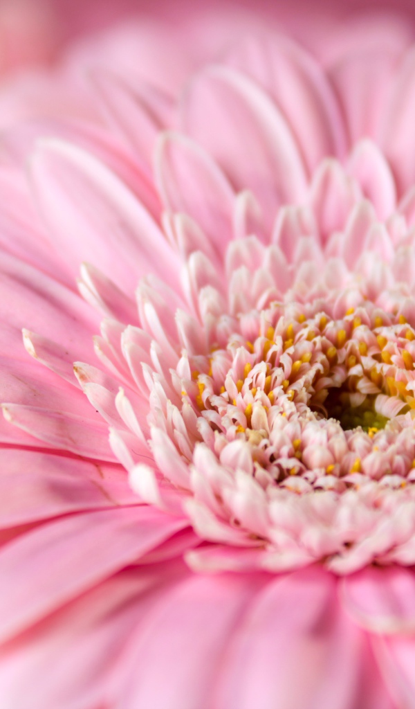 Цветок герберы с розовыми лепестками