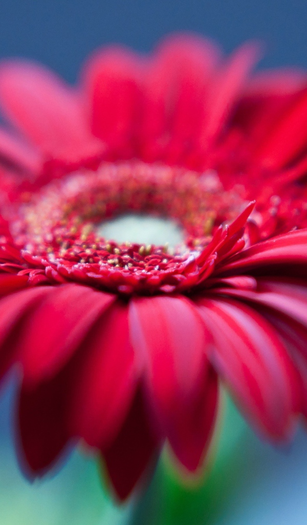 Цветок герберы с красными лепестками на голубом фоне