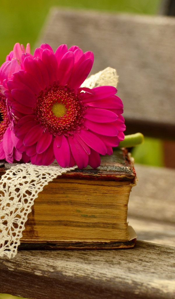 Цветы герберы со старой книгой на лавочке