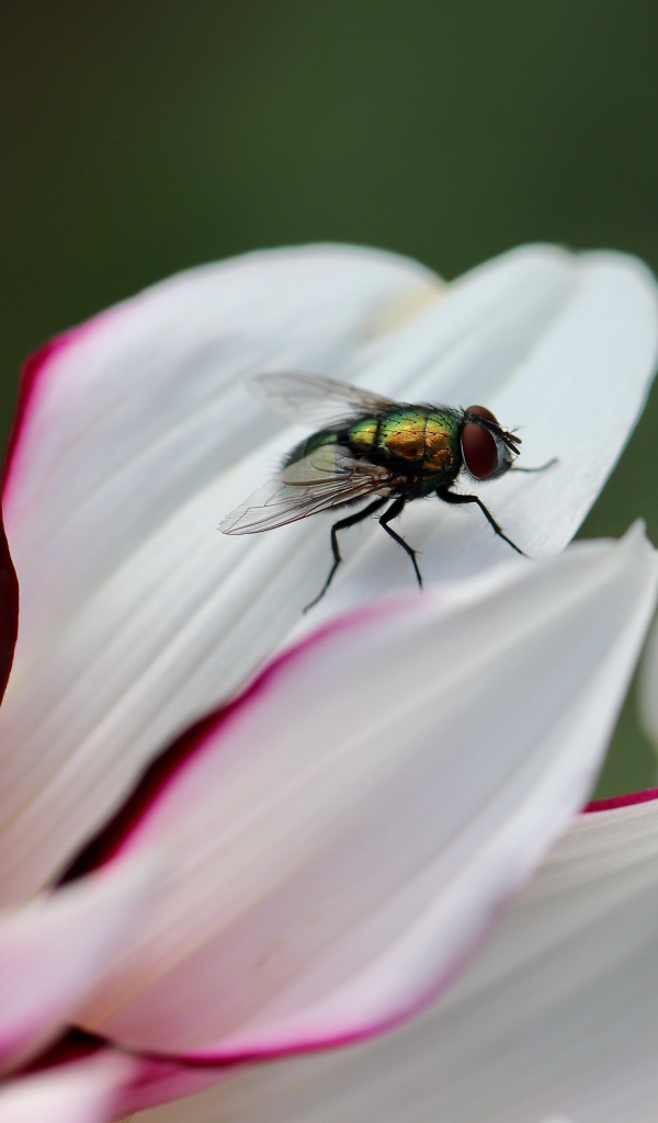Зеленая муха на лепестке  георгина 