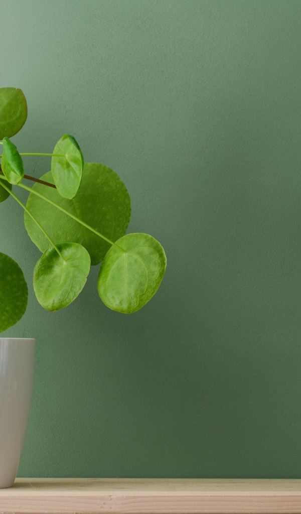 Комнатный цветок в белом горшке у стены