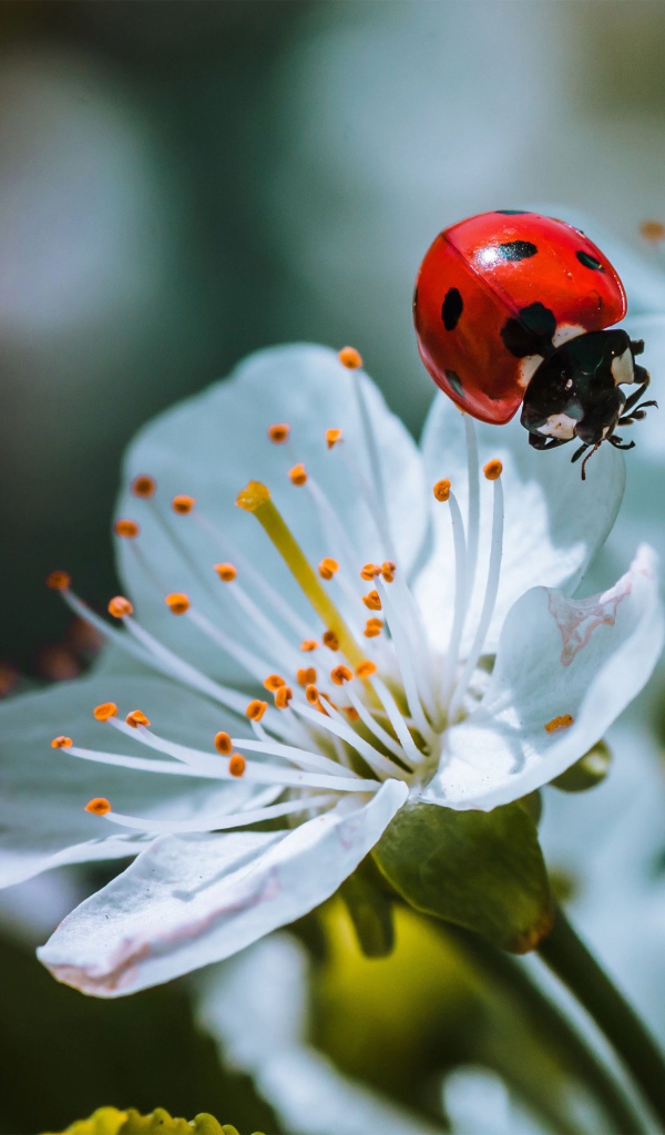 Божья коровка сидит на белых цветах вишни