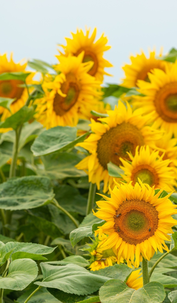 Большие цветущие подсолнухи с зелеными листьями летом на поле 