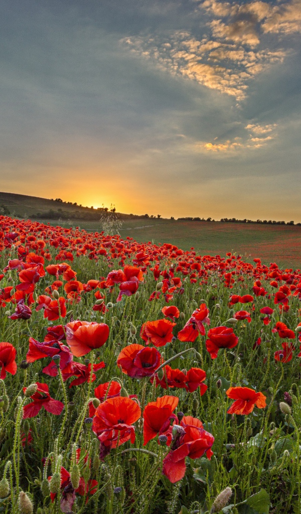 Большое поле с красными маками на рассвете 