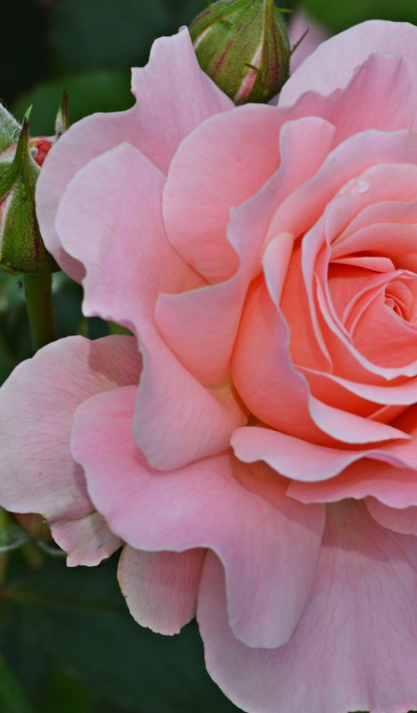 Большая розовая роза с бутонами на клумбе