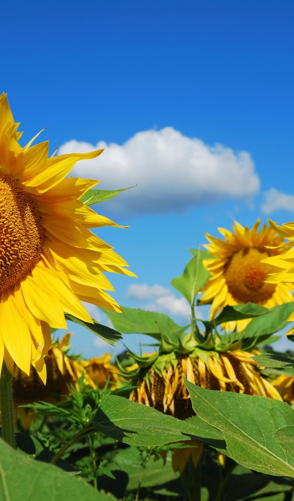 Большие желтые цветущие подсолнухи на поле 