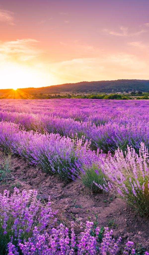 Лавандовое поле на фоне заката 
