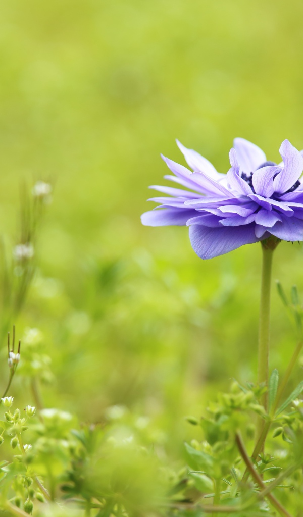 Сиреневый цветок Анемоне растет на поле в зеленой траве