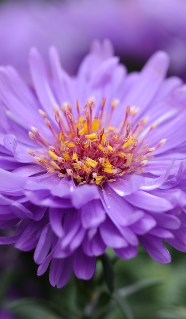 Сиреневый цветок астры крупным планом
