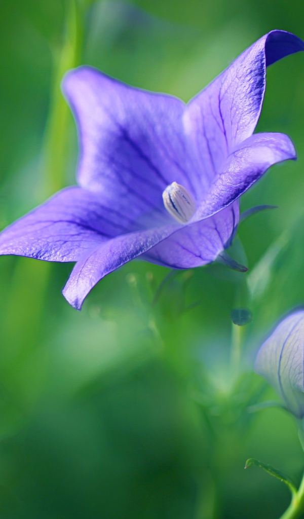 Сиреневый цветок колокольчика с бутоном на поле