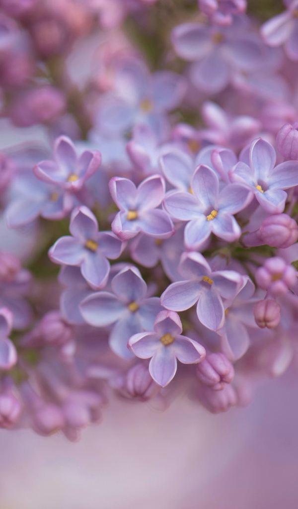 Ветка сирени крупным планом 