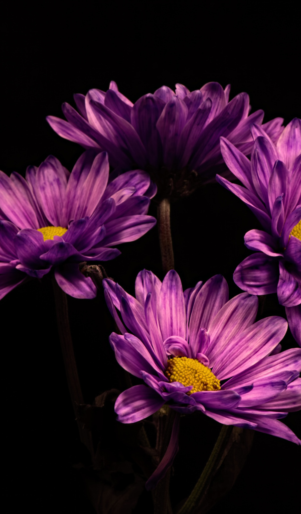 Сиреневый цветок хризантемы на черном фоне