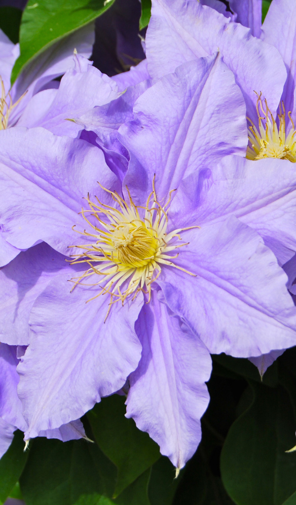 Сиреневые цветы клематиса с зелеными листьями