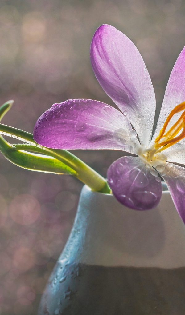 Сиреневый цветок крокуса в вазе с белым подснежником