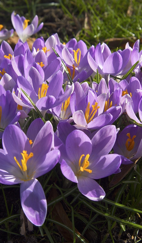 Сиреневые цветы крокуса в лучах солнца на зеленой траве 