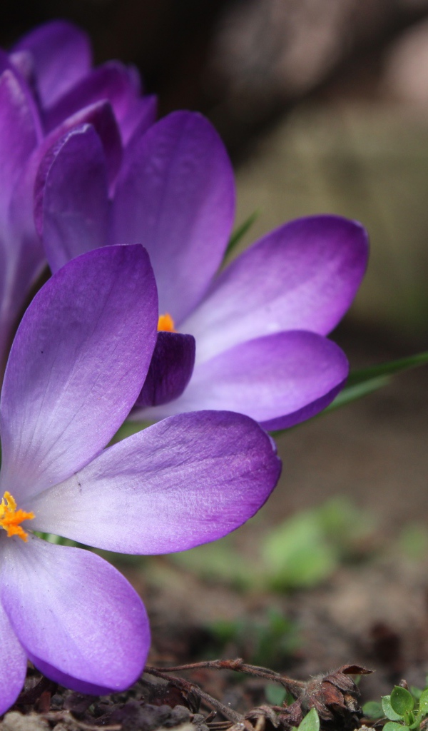 Сиреневые цветы крокуса на земле весной