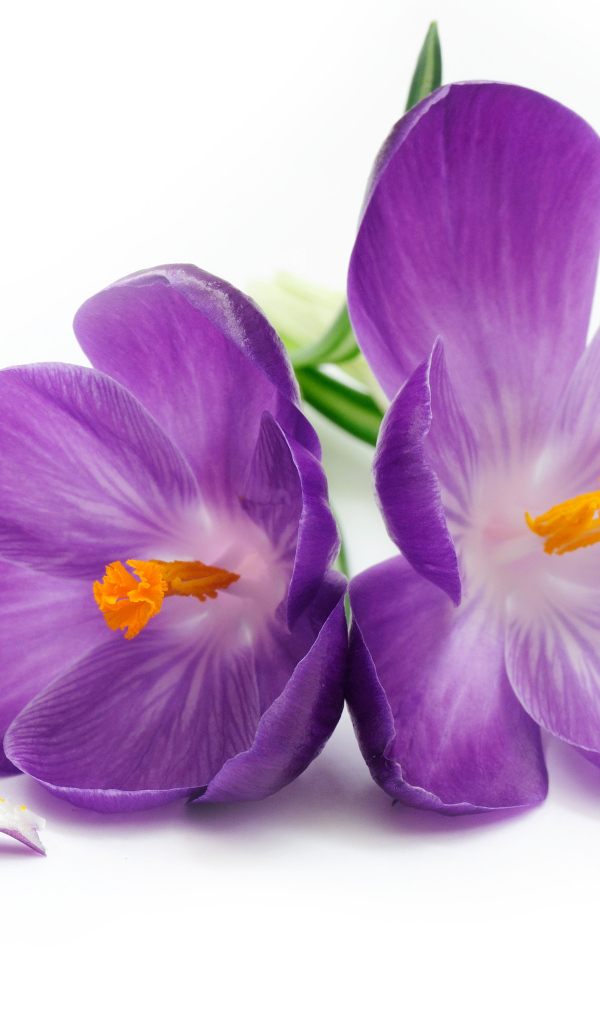 Сиреневые крокусы на белом фоне крупным планом