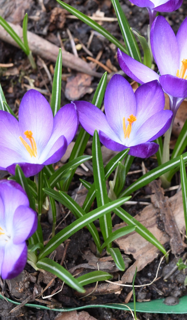 Сиреневые крокусы с зелеными листьями на земле