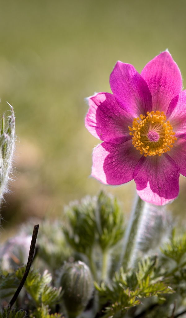 Сиреневый цветок прострел с бутонами на поле 