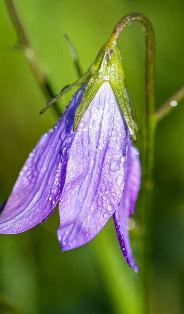 Сиреневый цветок колокольчик в каплях росы