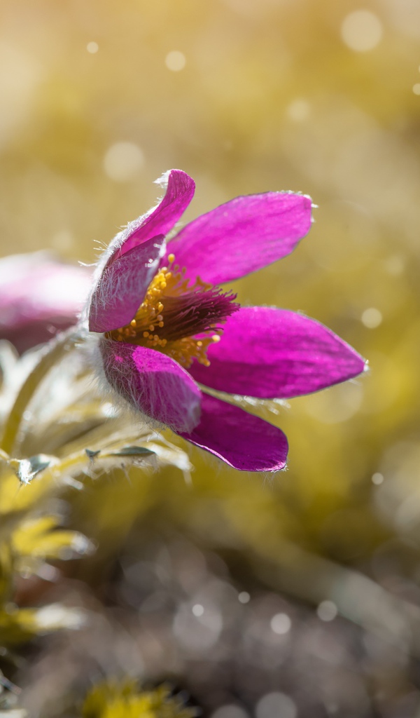 Сиреневый цветок прострела в поле 