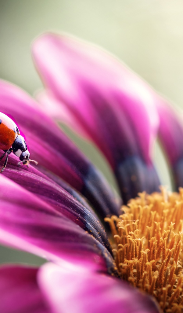 Сиреневый цветок остеоспермум с божьей коровкой на лепестке 