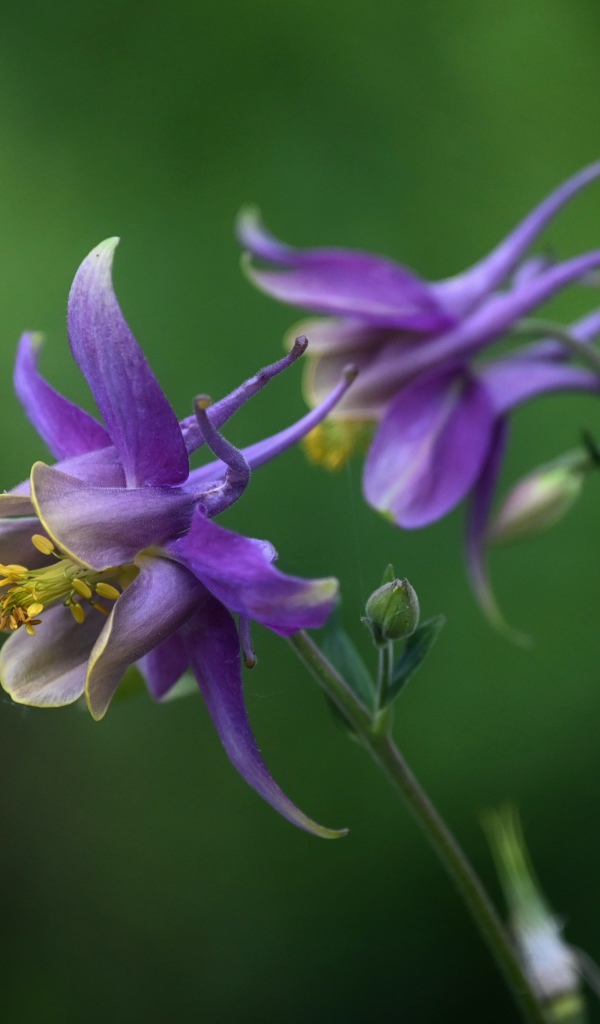 Сиреневые цветы водосбор крупным планом
