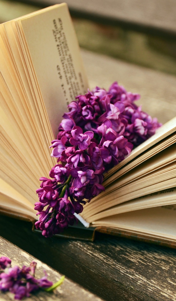 Цветы сирени лежат на книге на лавке 