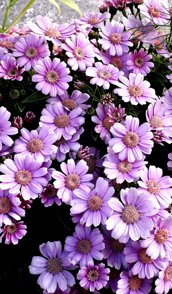 Сиреневые цветы цинерария в кашпо 
