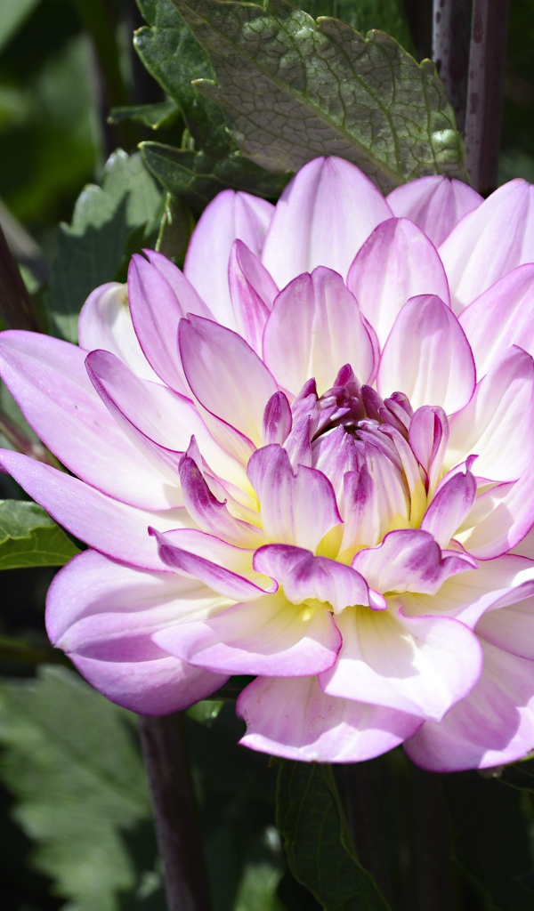 Сиреневый цветок садовой георгины в зеленых листьях 