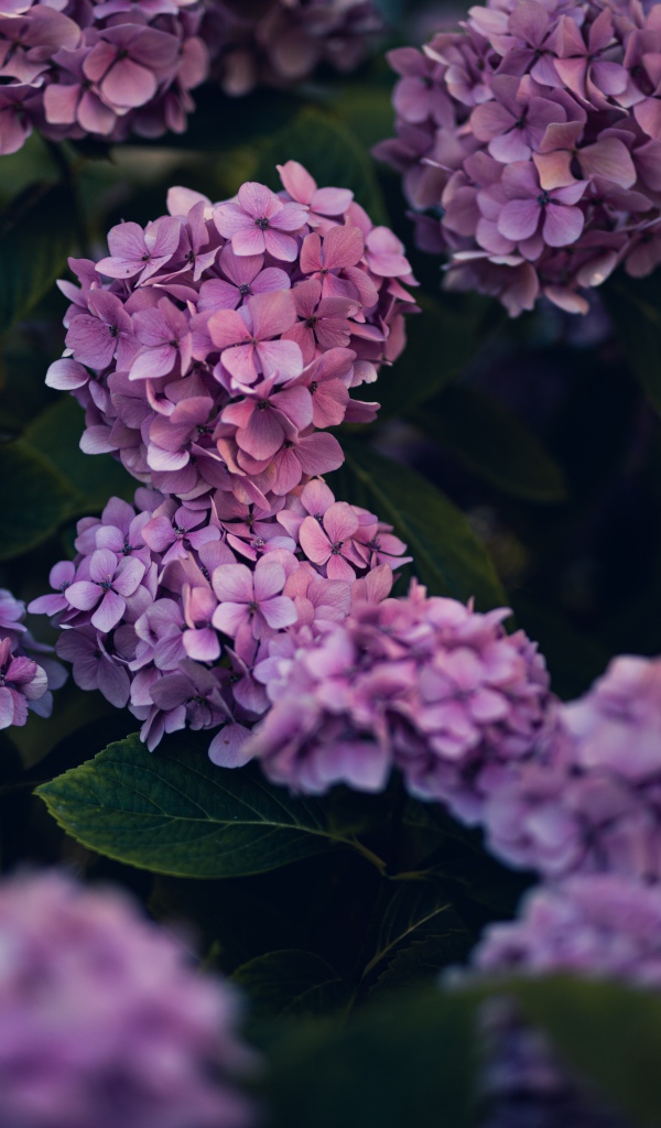 Сиреневые цветы гортензии в саду