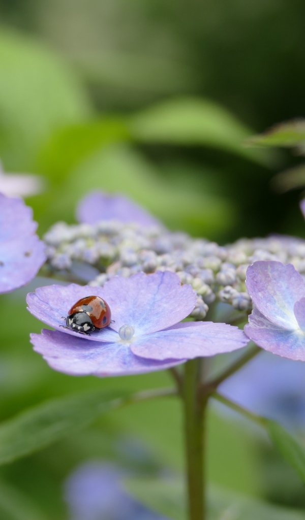 Сиреневые цветы гортензии с божьей коровкой 