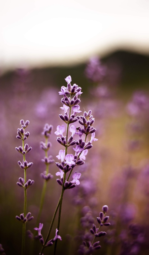 Сиреневые цветы лаванды крупным планом 