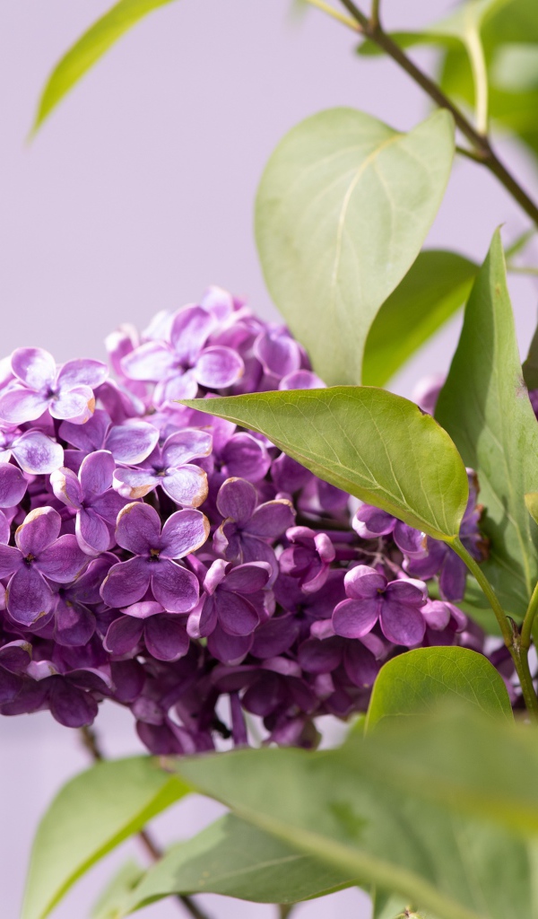 Сиреневые цветы сирени в зеленых листьях крупным планом