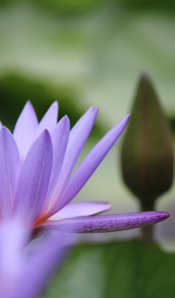 Сиреневый цветок лотоса с бутоном в воде