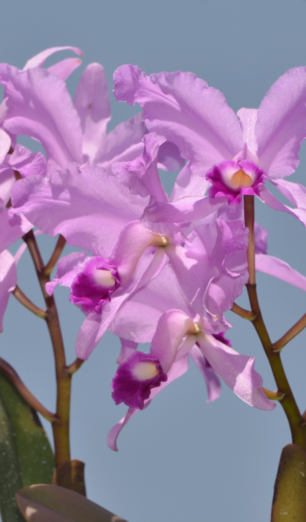 Сиреневые орхидеи на голубом фоне