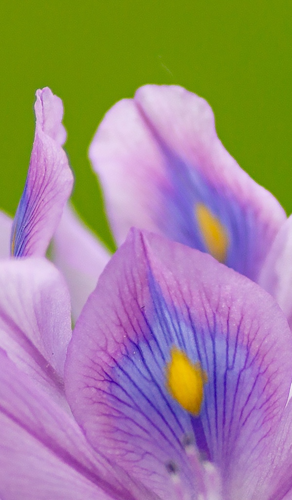 Сиреневые лепестки цветка ириса на зеленом фоне 