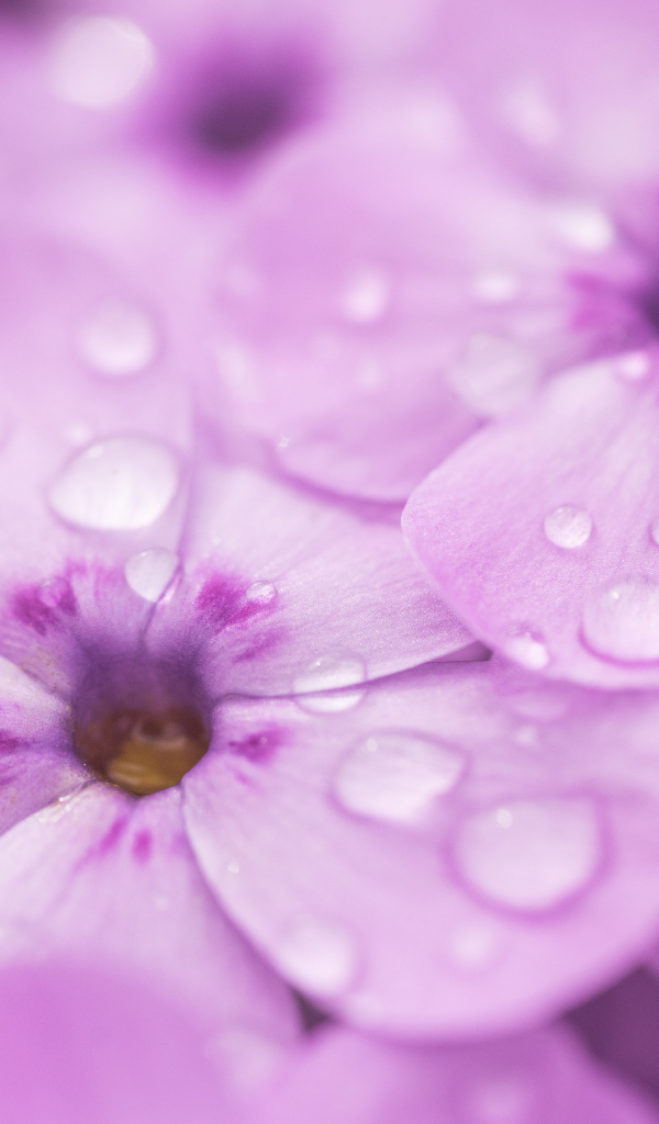 Сиреневые цветы флоксы в каплях росы крупным планом